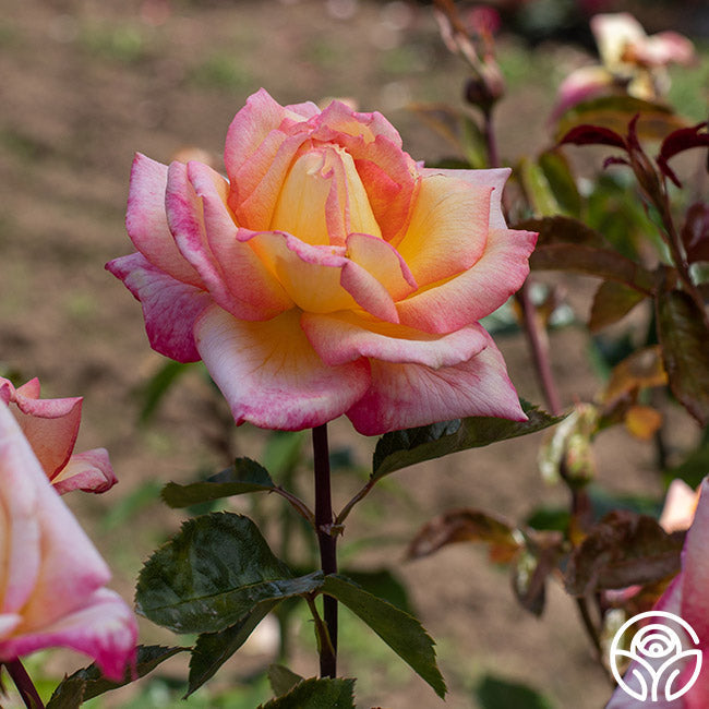 Rose - Sheila's Perfume