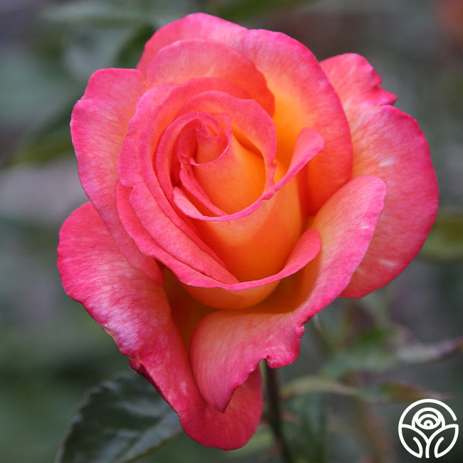 Rose - Sheila's Perfume