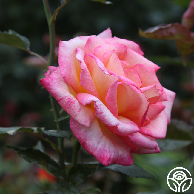 Rose - Sheila's Perfume