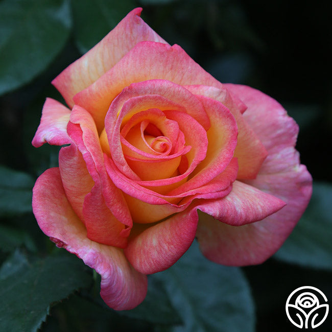 Rose - Sheila's Perfume