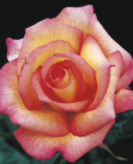Rose - Sheila's Perfume