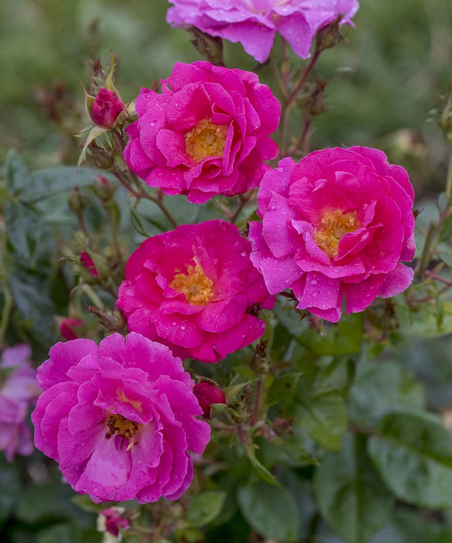 Rose - Shining Moment