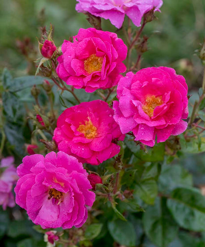 Rose - Shining Moment