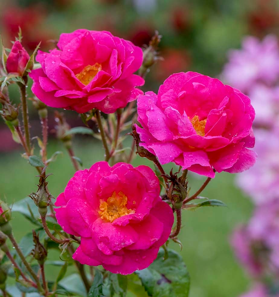 Rose - Shining Moment