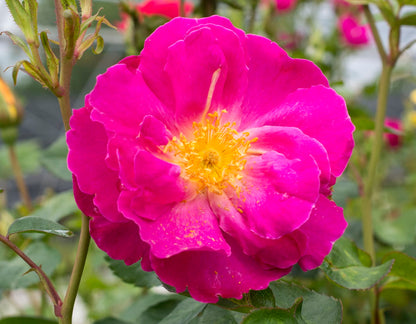 Rose - Shining Moment