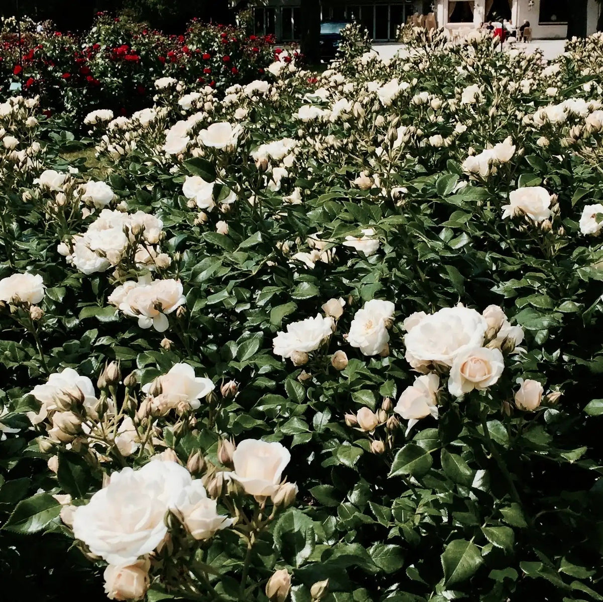 Rose - Sirius