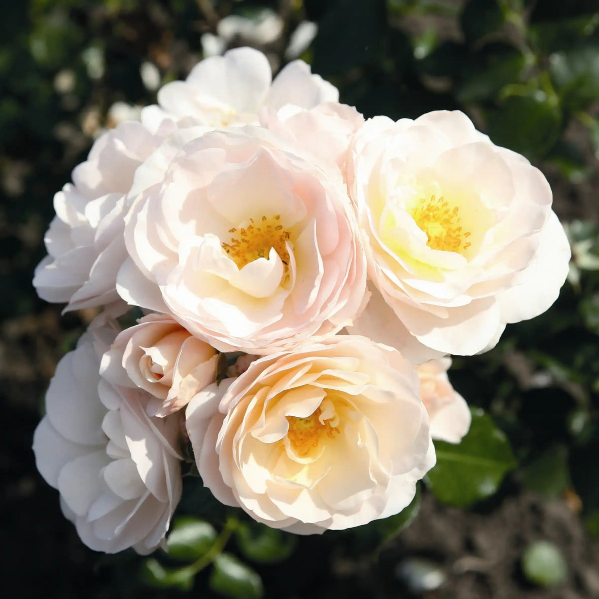Rose - Sirius