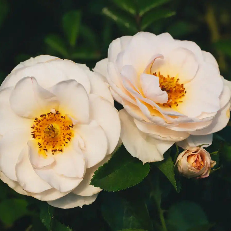 Rose - Sirius