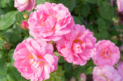 Rose - Sitting Pretty