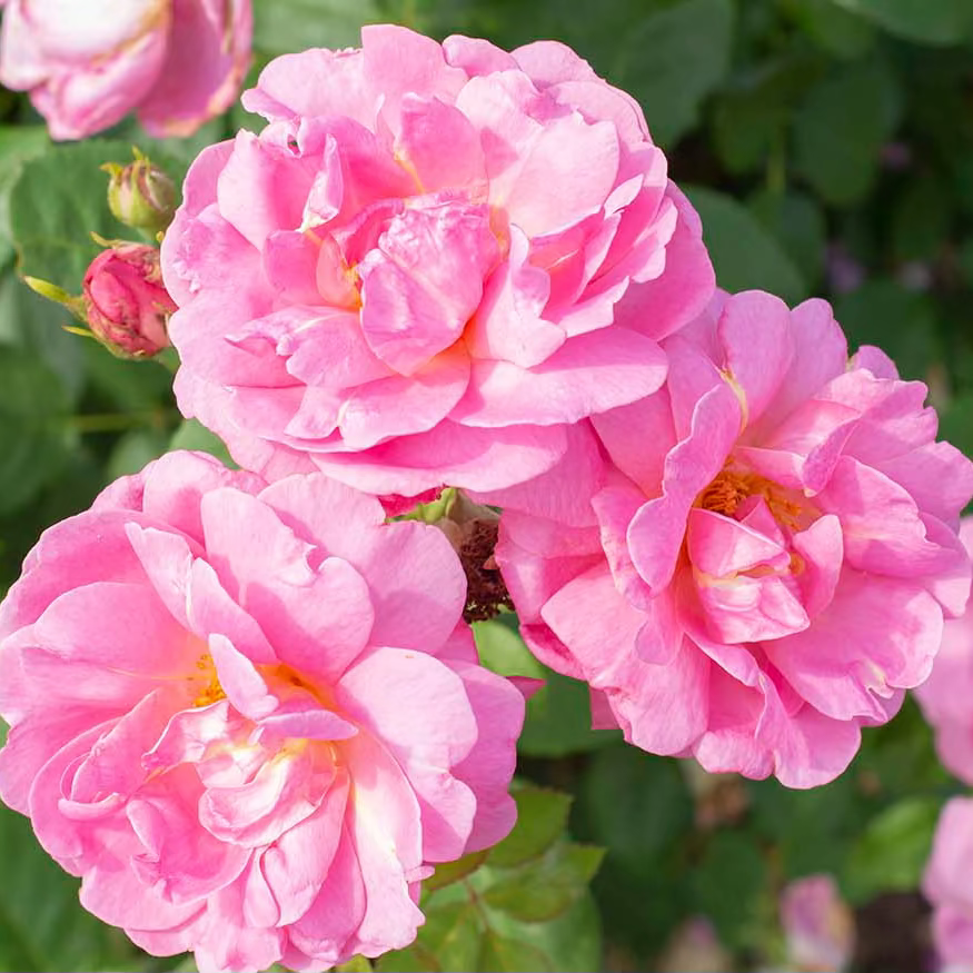 Rose - Sitting Pretty