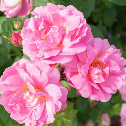 Rose - Sitting Pretty