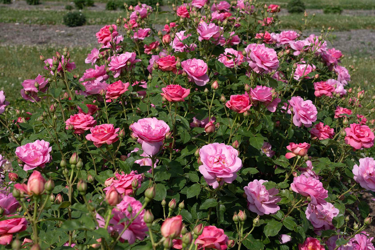 Rose - Sitting Pretty