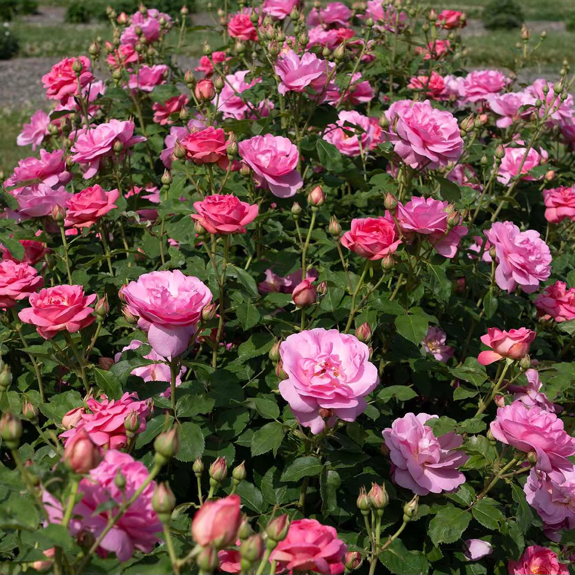 Rose - Sitting Pretty