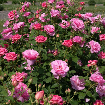 Rose - Sitting Pretty