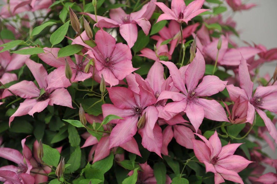 Clematis - Giselle - Large Flowering