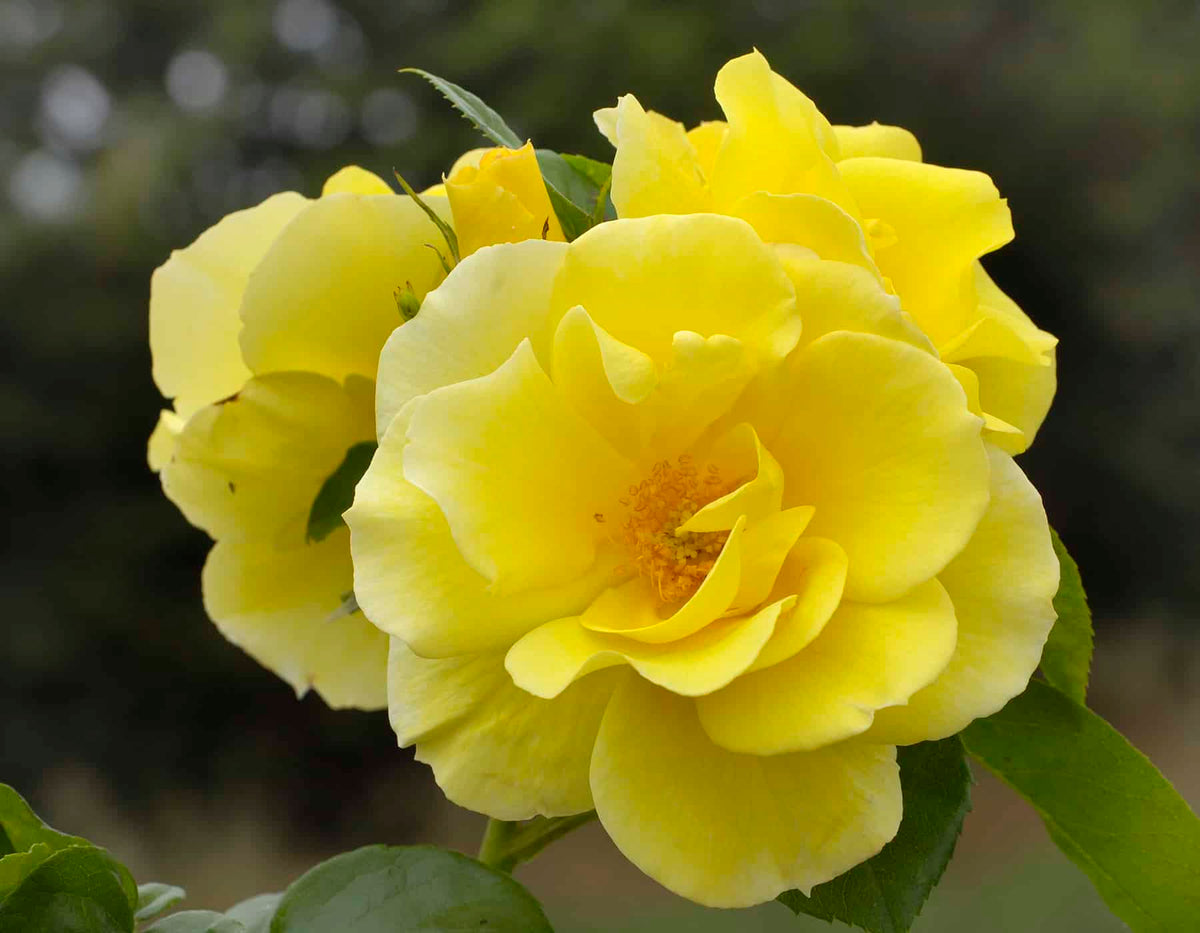 Rose - Smiley Face