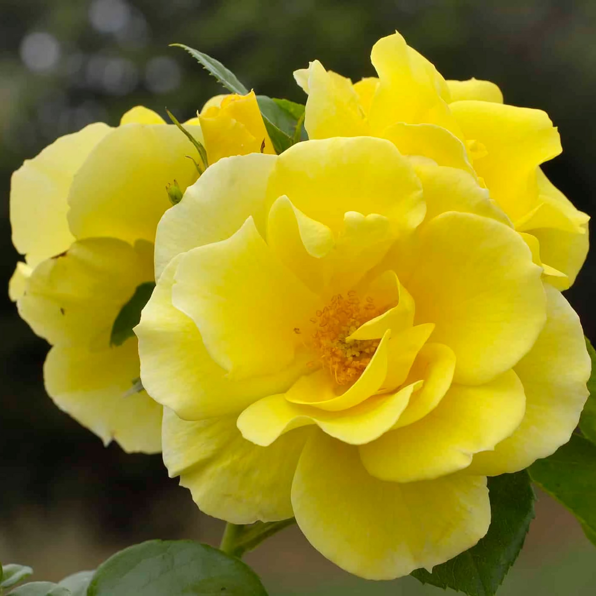 Rose - Smiley Face