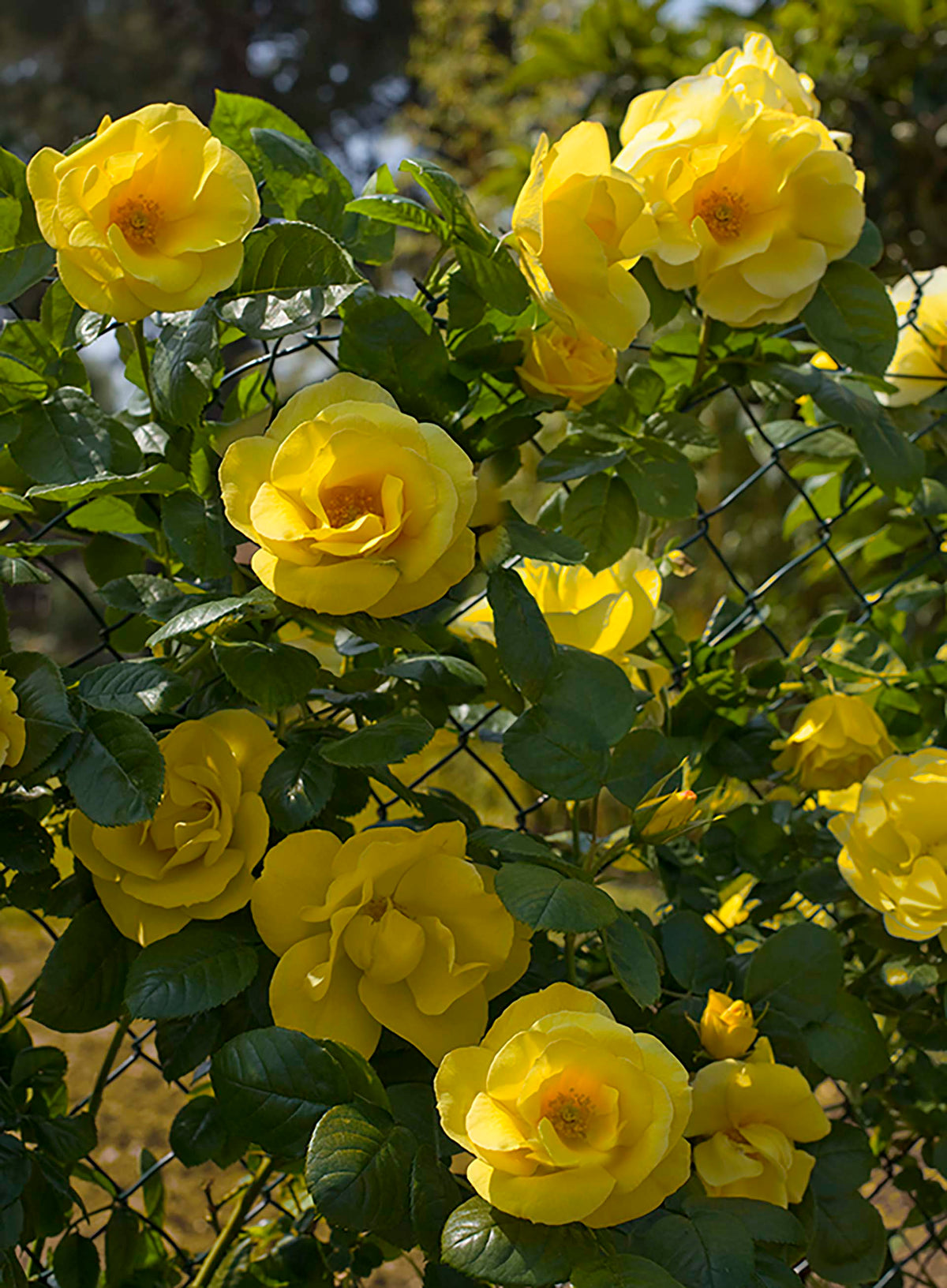 Rose - Smiley Face