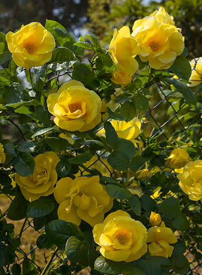 Rose - Smiley Face