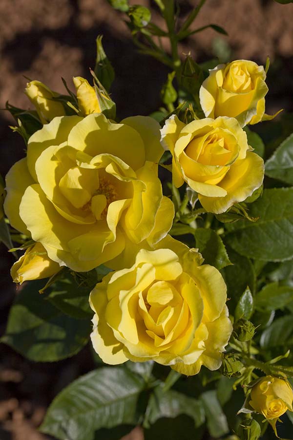 Rose - Smiley Face