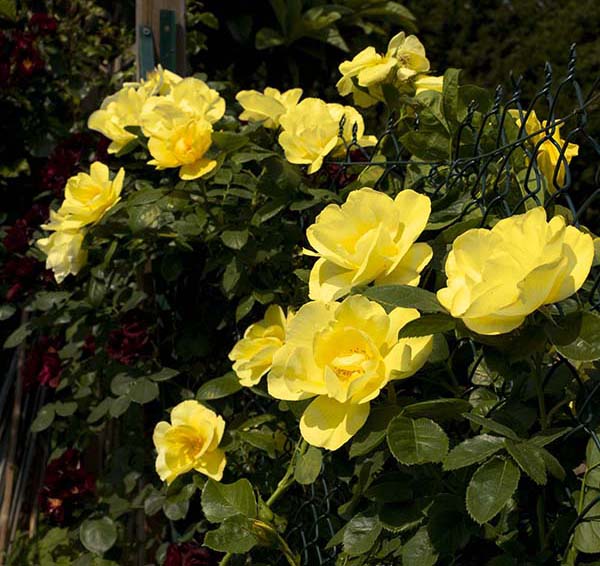 Rose - Smiley Face
