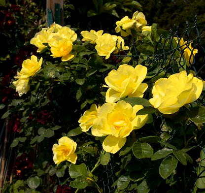 Rose - Smiley Face