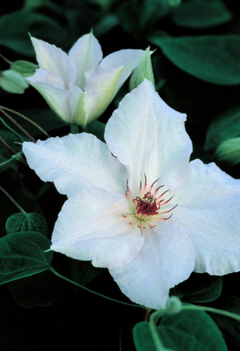 Clematis - Snow Queen