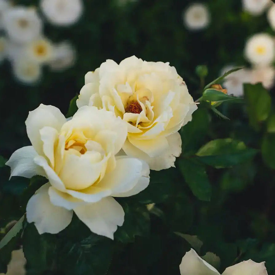 Rose - So Much Love