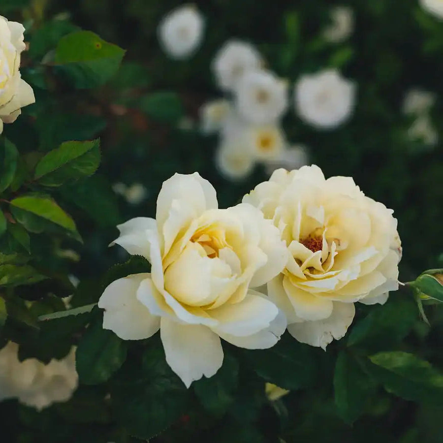 Rose - So Much Love