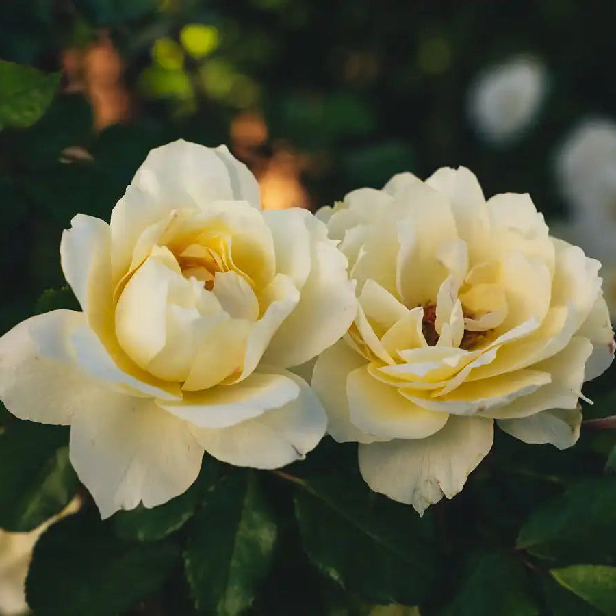 Rose - So Much Love