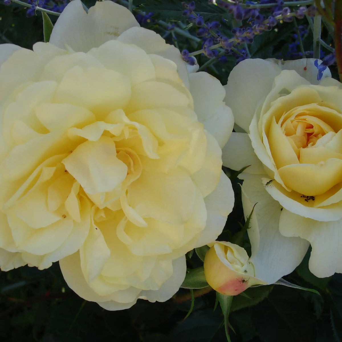 Rose - So Much Love