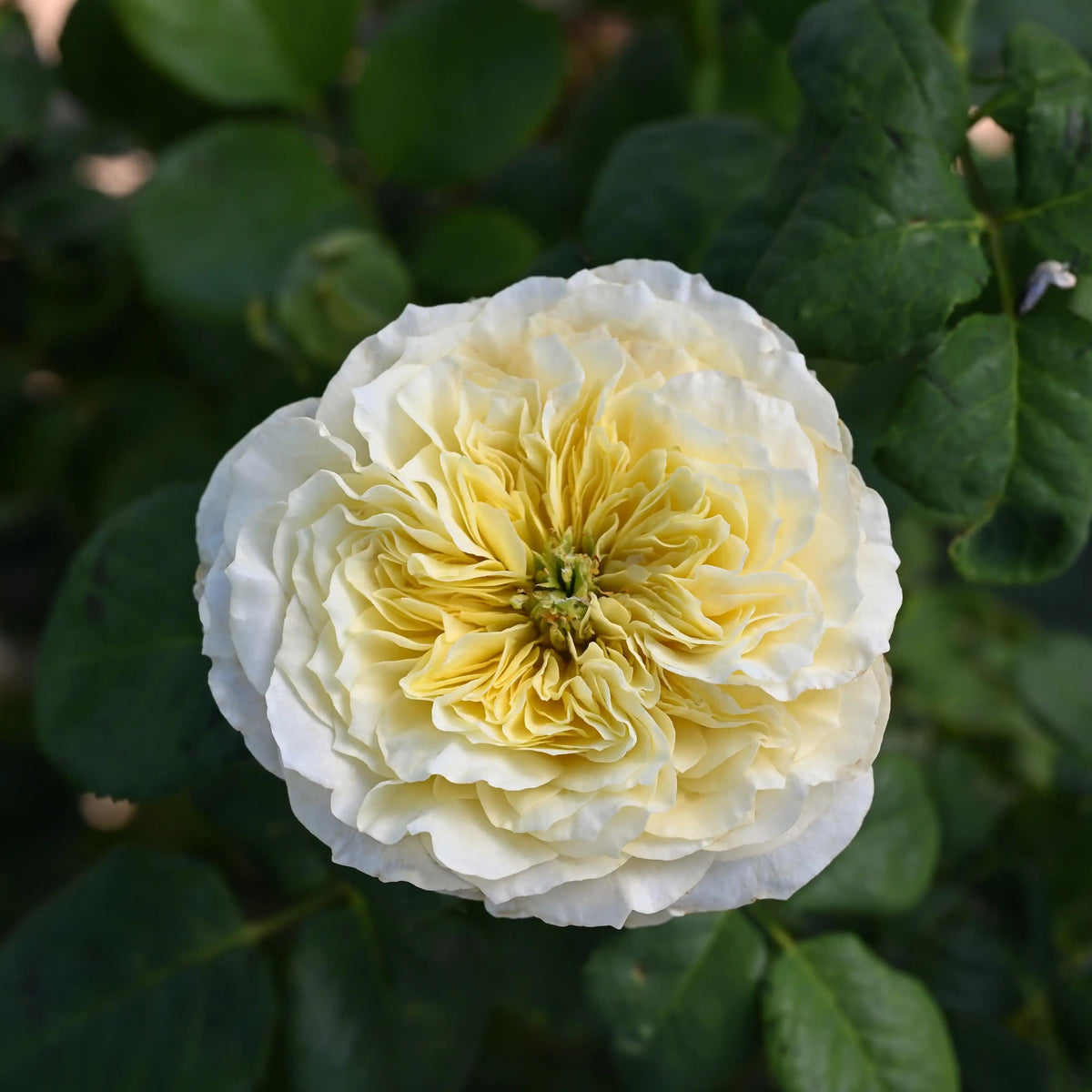 Rose - Solsbury Hill