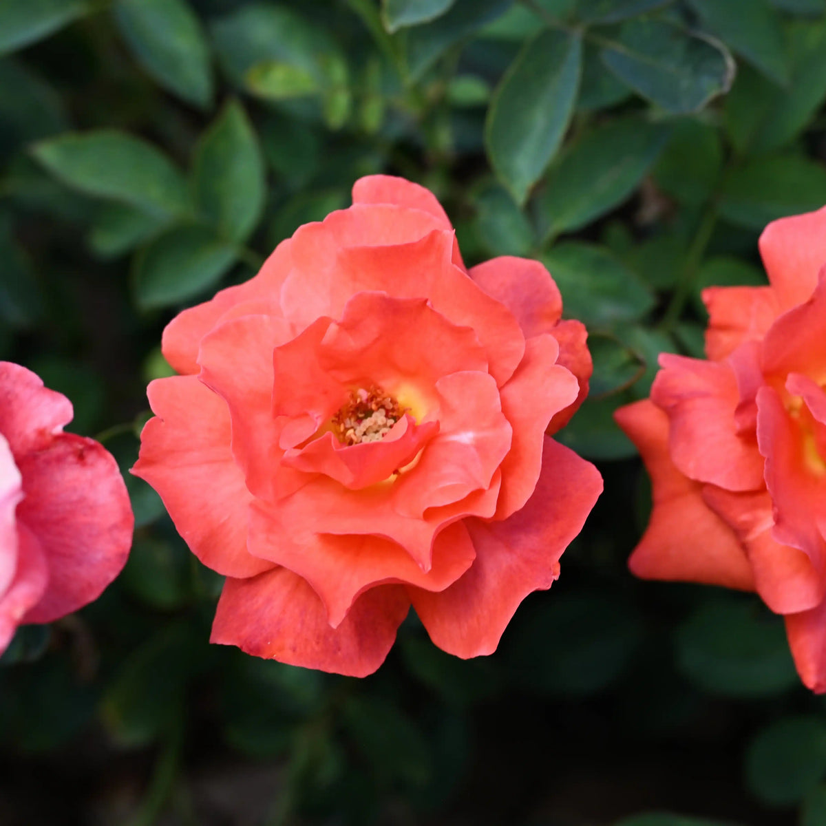 Rose - Sonoran Desert