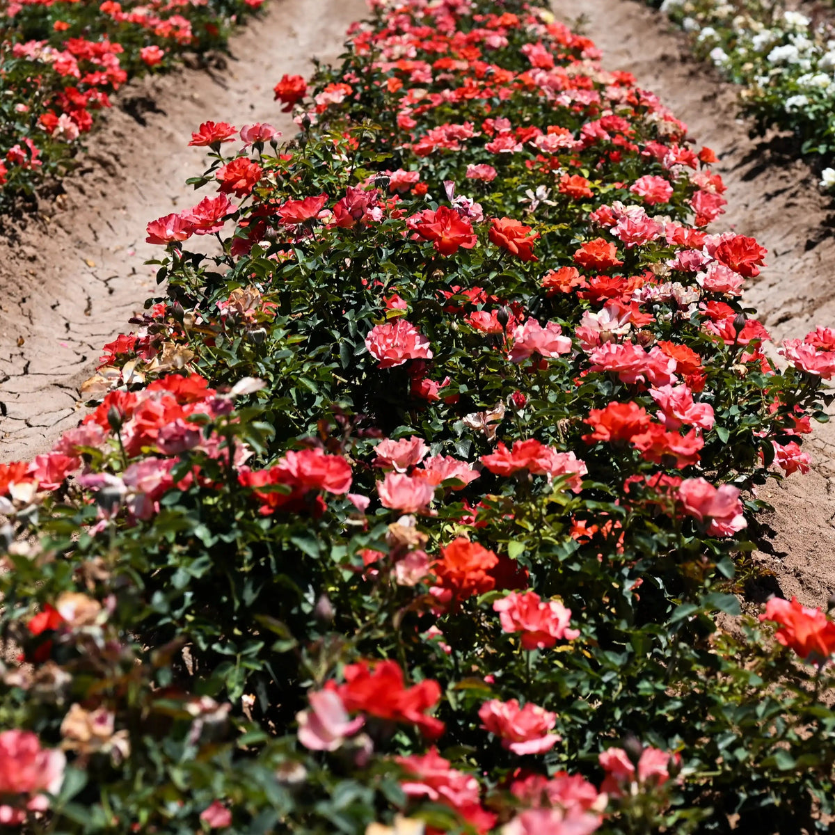 Rose - Sonoran Desert