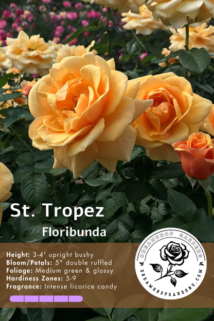 Rose - St Tropez - Floribunda