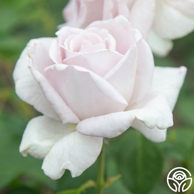 Rose - Stainless Steel