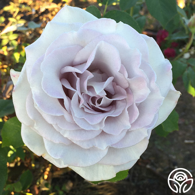 Rose - Stainless Steel