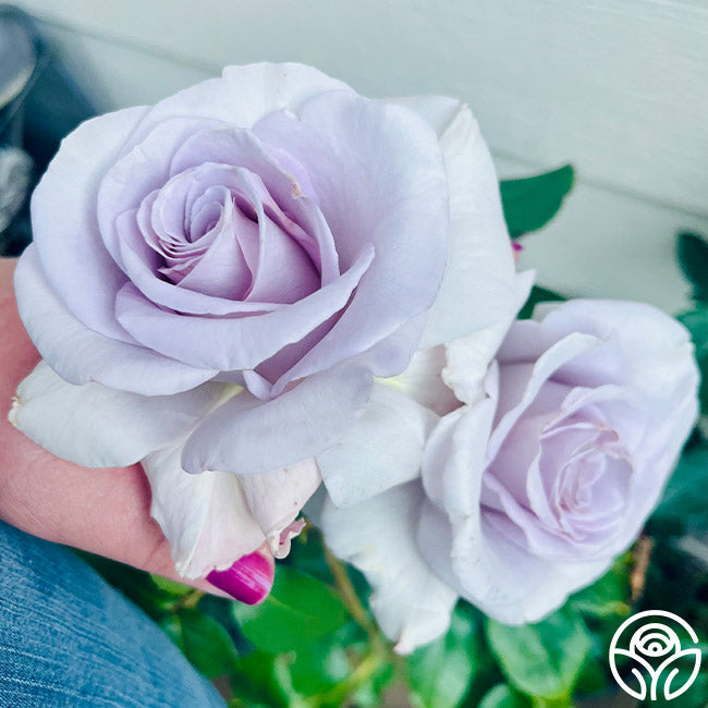 Rose - Stainless Steel