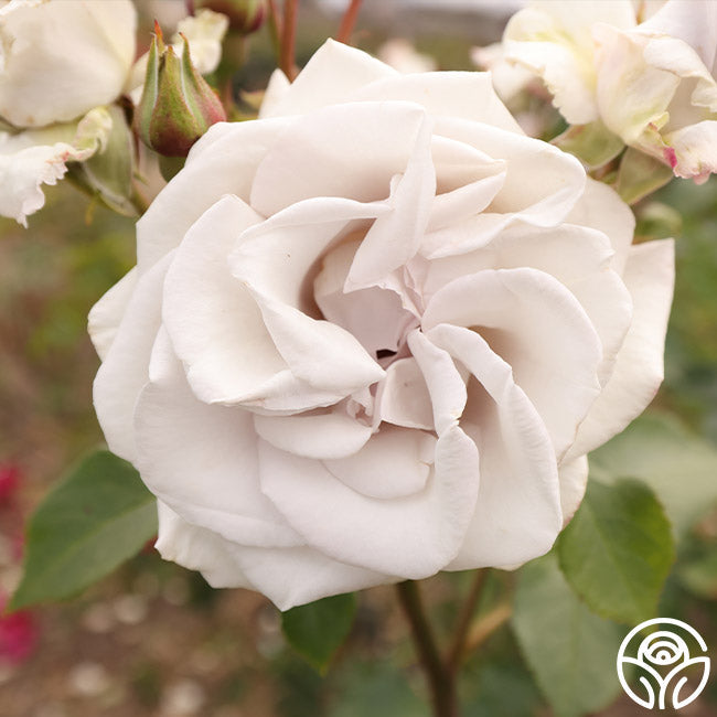 Rose - Stainless Steel
