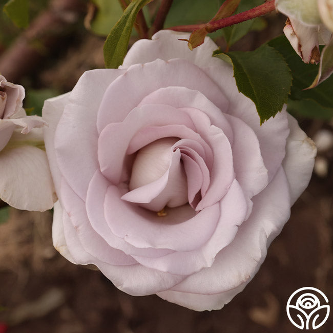 Rose - Stainless Steel