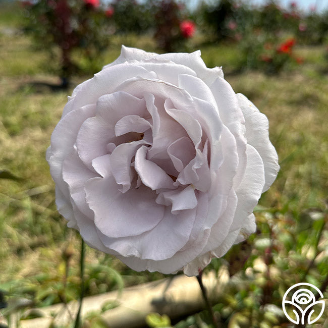 Rose - Stainless Steel