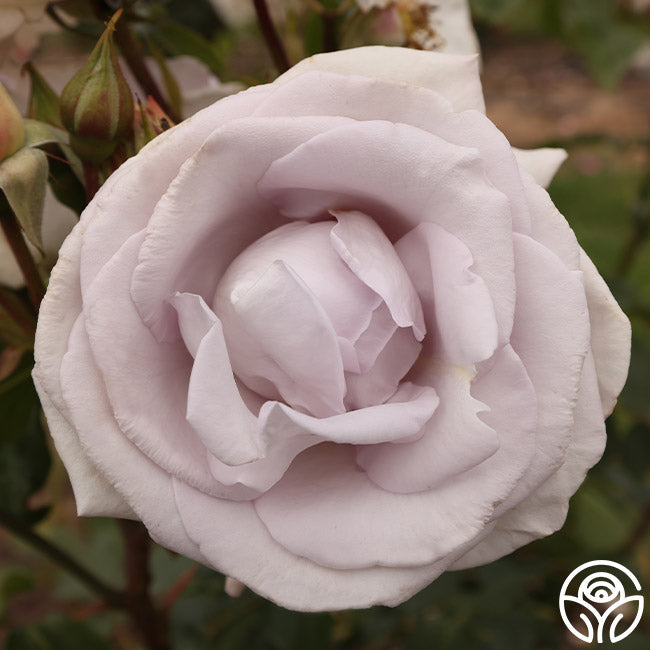 Rose - Stainless Steel