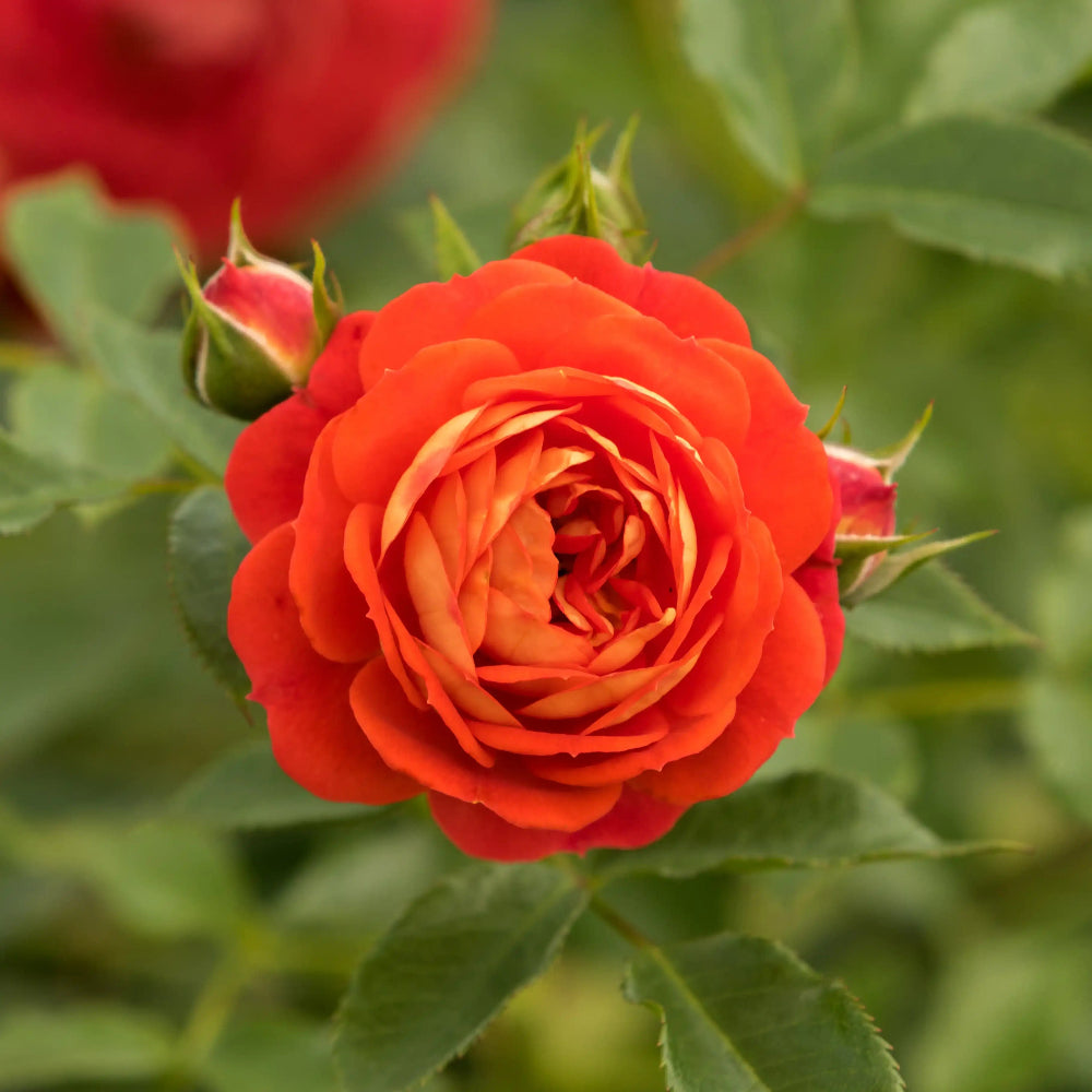 Rose - Starlet Beauty Carmen