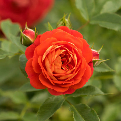 Rose - Starlet Beauty Carmen
