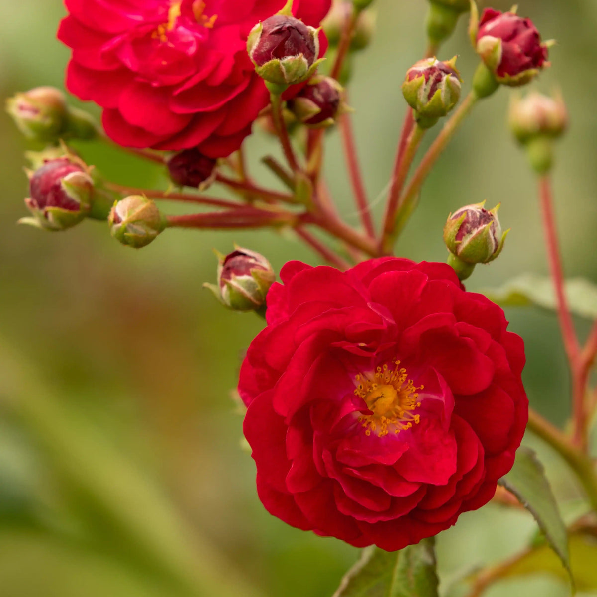 Rose - Starlet Beauty Lola