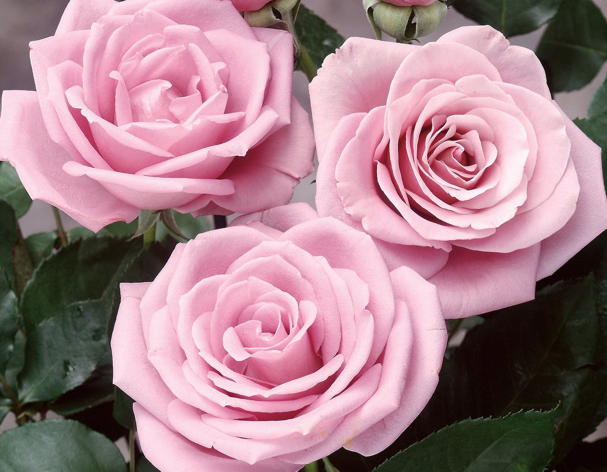 Rose - Sterling Silver