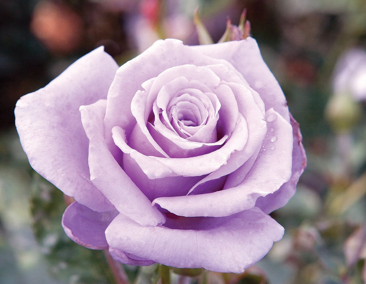 Rose - Sterling Silver