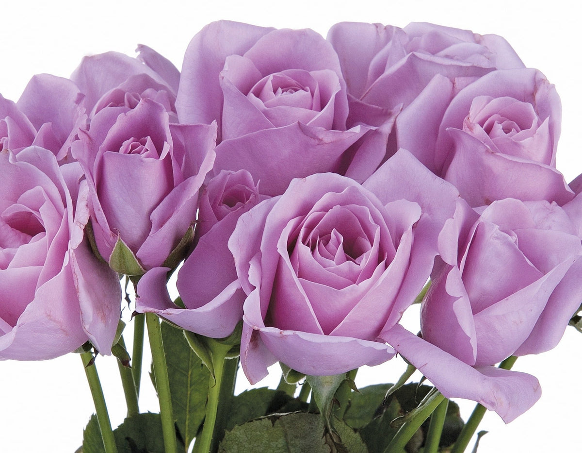 Rose - Sterling Silver