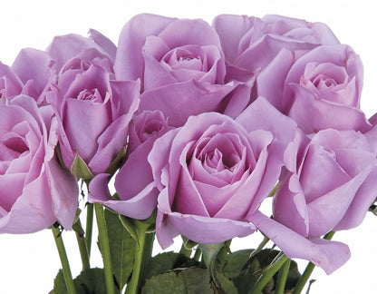 Rose - Sterling Silver
