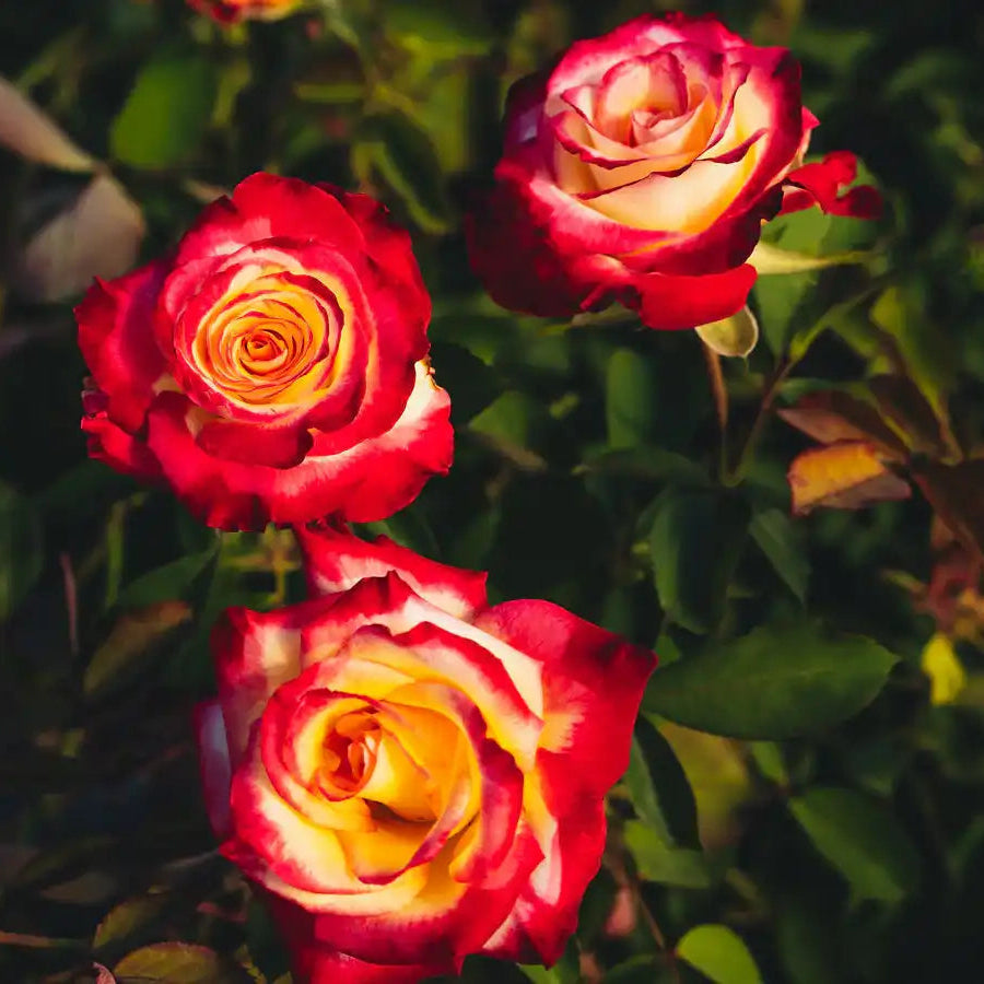 Rose - Strawberry Lemonade